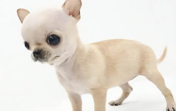狗狗傷口化膿能自愈嗎