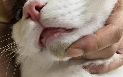 貓咪鼻頭溫熱正常嗎?
