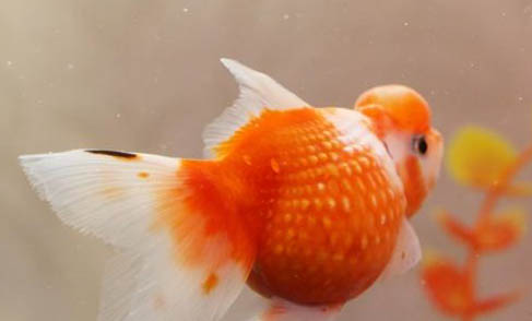 金魚可以曬太陽嗎