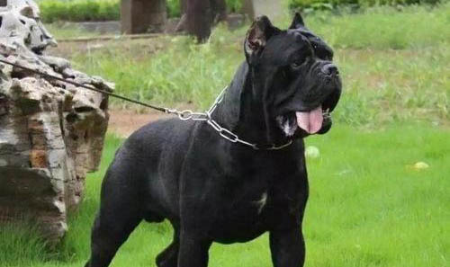 卡斯羅犬眼睛有眼屎的原因及處理方法