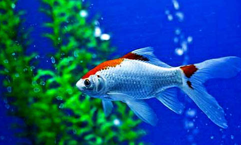 斗魚和什么魚可以混養？