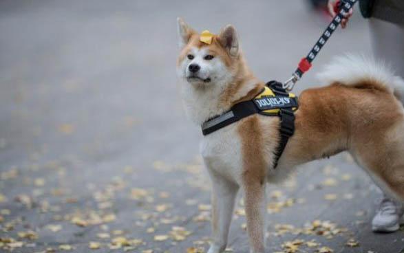 狗狗可以吃哈密瓜皮嗎