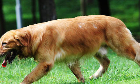 金毛幼犬可以吃肉嗎
