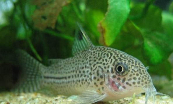 青苔鼠魚能長多大