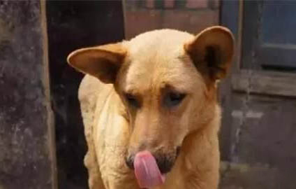 純種中華田園犬哪里有買的