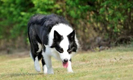 藍灣牧羊犬哪里有賣、藍灣牧羊犬多少錢一只