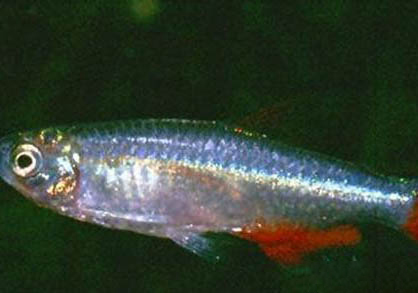 星點龍魚壽命長嗎?