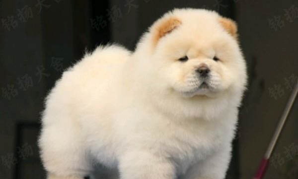 松獅犬的牙齒