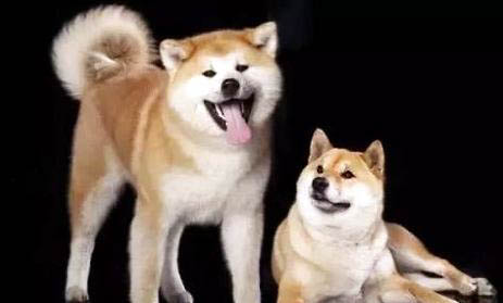 不掉毛的大型犬有哪些