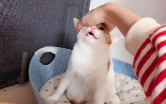 小貓腹水癥狀