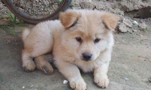 純種中華田園犬價格多少錢一只