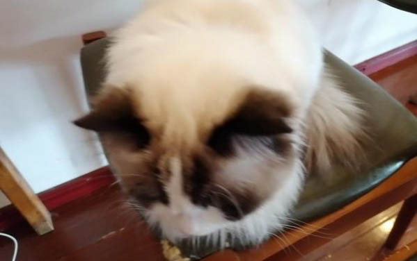 貓咪鼻子毛發黃是什么原因