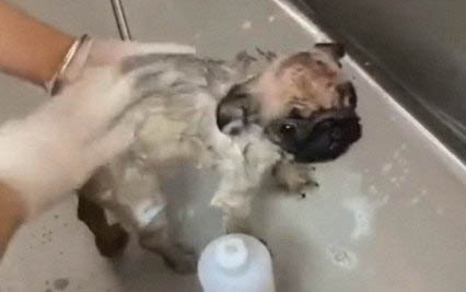 狗狗生寶寶要多久