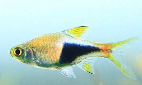 世界上最大的魚是什么魚