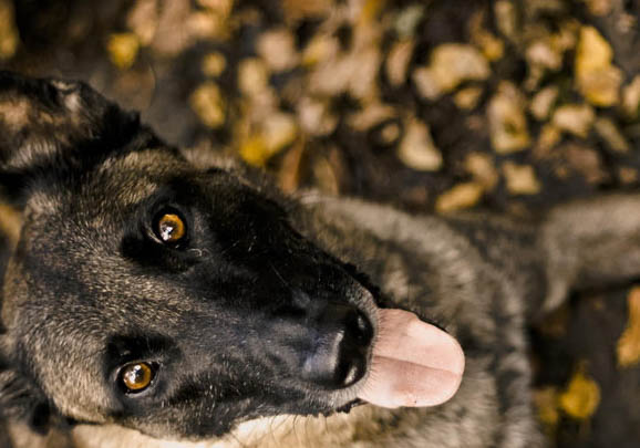 狗狗喉嚨卡骨頭了會自愈嗎?