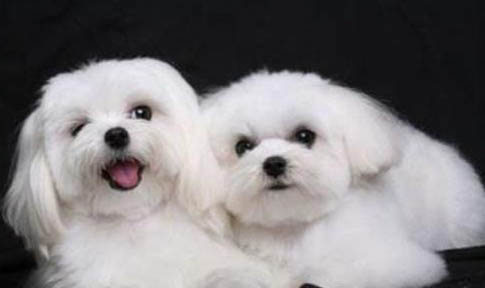 馬爾濟斯犬和比熊的區(qū)別