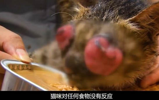 貓抑郁多久會死?