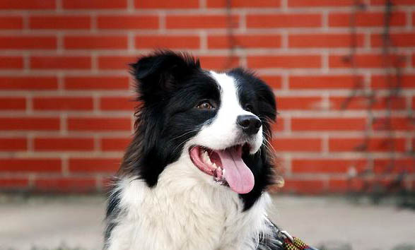 英國古代牧羊犬拉丁名稱