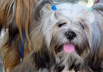拉薩犬吐白色粘稠液體的原因及處理方法