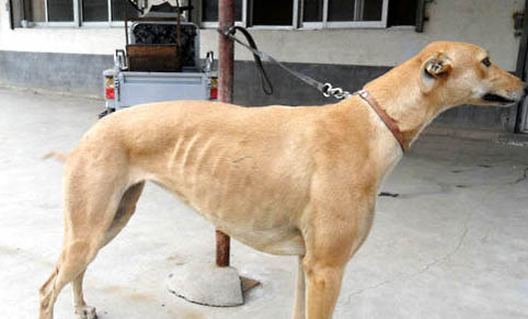 格力犬和惠比特哪個快