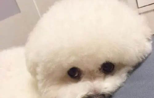 比熊拉屎臭怎么辦