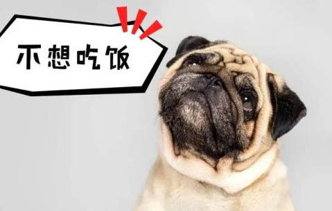 狗狗身上有黑頭可以擠出來