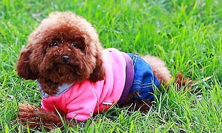貴賓犬怎樣喂養