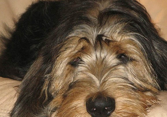 美國水獵犬多少錢一只