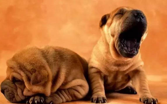 巴吉度犬鼻子出血的原因及處理方法