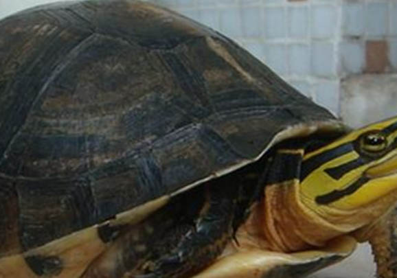如何挑選健康的三線閉殼龜