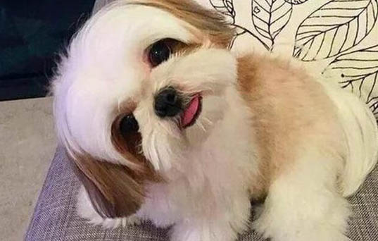 西施犬小時候是卷毛還是直毛