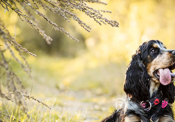 英國可卡犬脾臟大的原因及處理方法