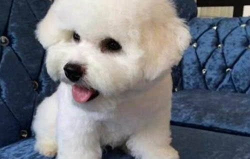 狗為什么會(huì)撓自己窩啊