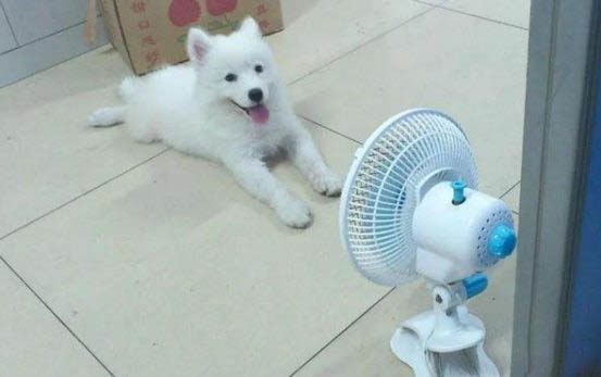 狗狗不去寵物醫院怎么辦