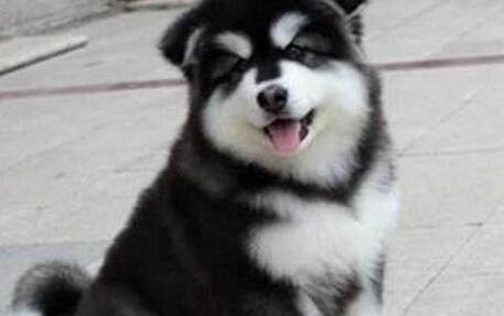 巨型阿拉斯加犬可以長多大