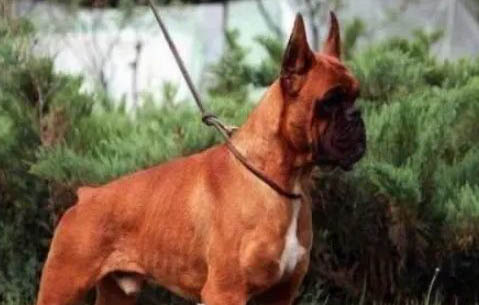 拳師犬真菌感染的原因及處理方法