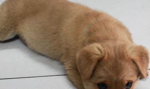 如何檢測狗狗得了細小或犬瘟