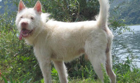 從江犬和下司犬哪個好