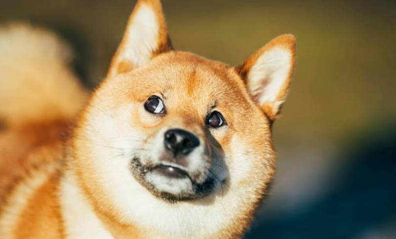 狗狗急性胰腺炎有什么癥狀