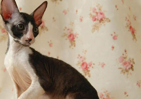卷毛尋回犬太瘦原因