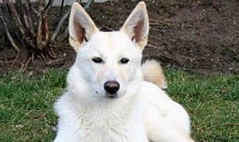 卡南犬真菌感染的原因及處理方法