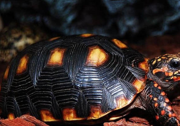 紅腿陸龜是保護動物嗎