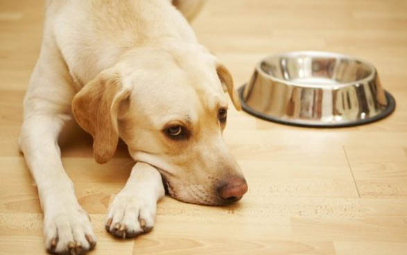 狗狗得了狂犬病潛伏期有多久
