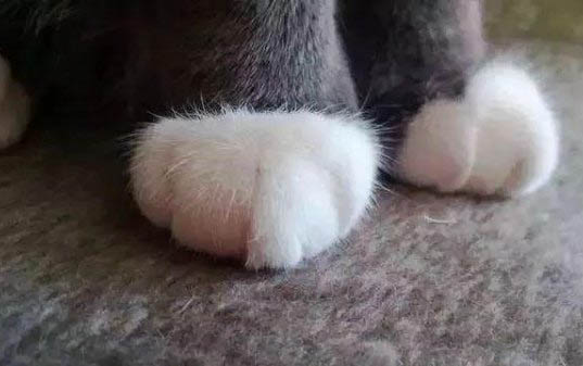 貓咪可以吃草莓么