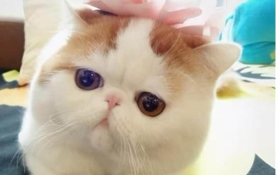 小貓吐了是什么原因