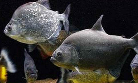 養(yǎng)魚到底為什么不能養(yǎng)雙魚