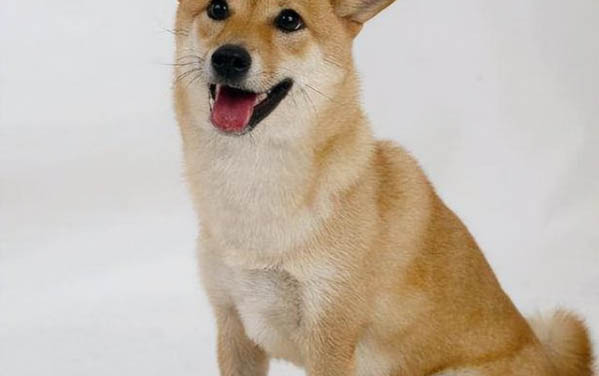 狗可以快遞嗎