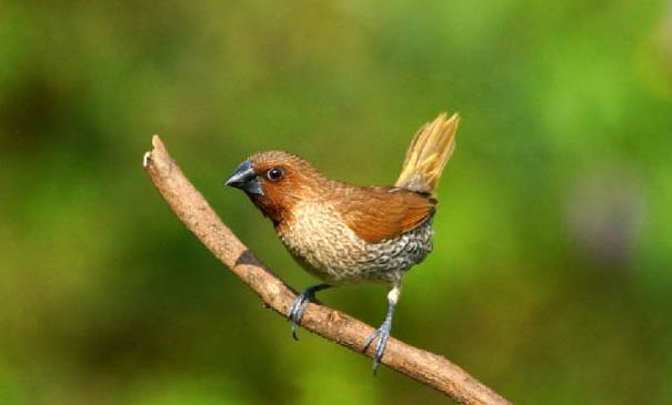 文鳥養(yǎng)多久認(rèn)主人?