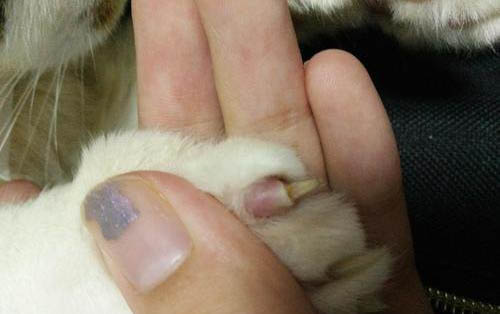 貓咪洗澡過了幾天死了是為啥