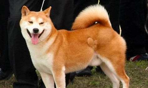 秋田犬跟柴犬的區(qū)別